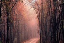 德转预测德甲焦点战，药厂力克不莱梅，拜仁完胜波鸿，多特主场难求一胜